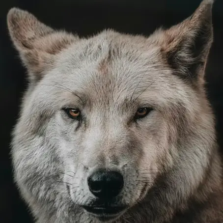 Wolf's head